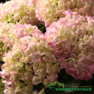 Панфлора (Panflora) горт.метельчатая