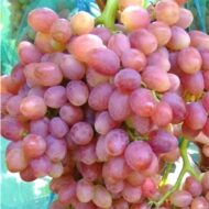 Виноград Лучистый (кишмиш корнесоб.)