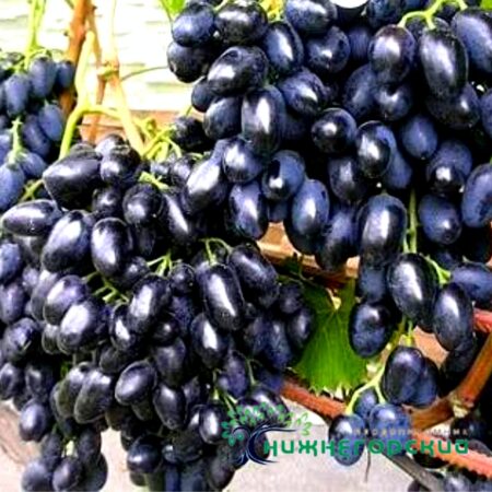 Виноград Велика (столовый корнесоб.)