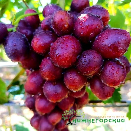 Виноград Велюр (столовый корнесоб.)