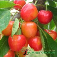 Черешня Генеральская