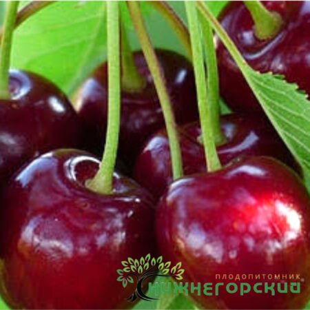Черешня Дилемма