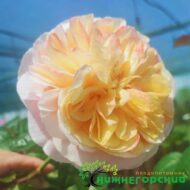 Роза Тип Топ (на штамбе)