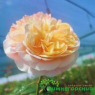 Роза Тип Топ (на штамбе)