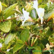 ЖИМОЛОСТЬ ЯПОН. Aureoreticulata