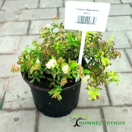 Спирея Широбана