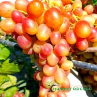 Виноград Лолита (столовый привитый КОБЕР 5ББ)