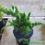 Можжевельник горизонтальный Минт Джулеп