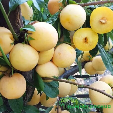 ТО-ЧЕ-САН СЛИВА