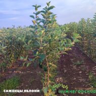 Яблоня Секаи Ши