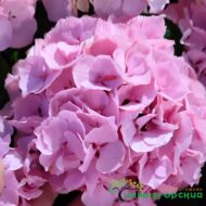 Пинк Сенсейшн (Pink Sensation) горт.крупнол.микрофила