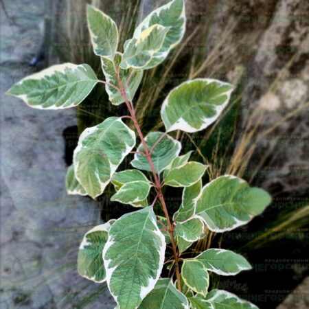 Дерен Элегантиссима (Elegantissima)
