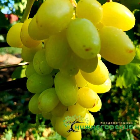 Виноград Ландыш (мускат) (столовый корнесоб.)