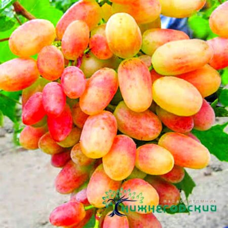 Виноград Сенсация (столовый корнесоб.)