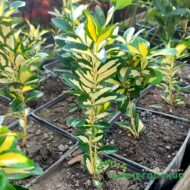 Бересклет японский (вариегата)