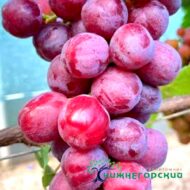 Виноград Ребристый (столовый корнесоб.)