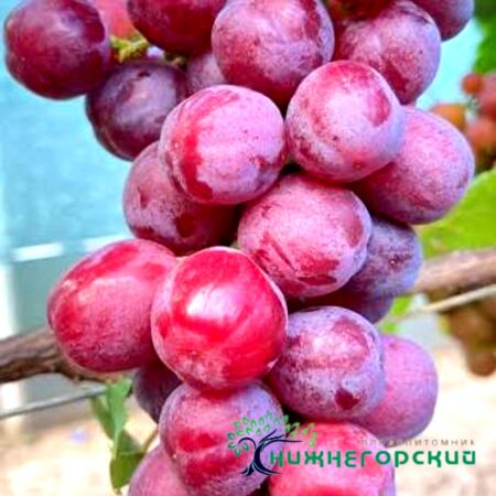 Виноград Ребристый (столовый корнесоб.)