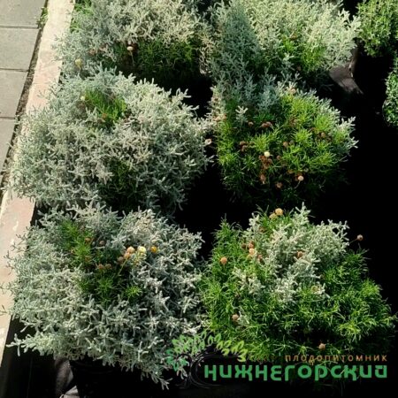 Сантолина микс