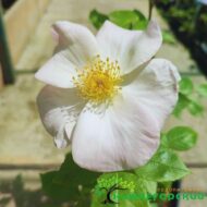 Роза мускусная Салли Холмс