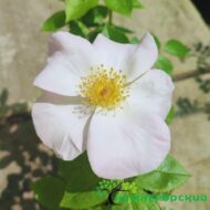Роза мускусная Салли Холмс