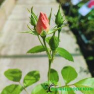 Роза мускусная Салли Холмс