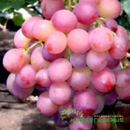 Виноград Мальва (мускат) (столовый корнесоб.)