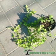 Вербейник монетчатый