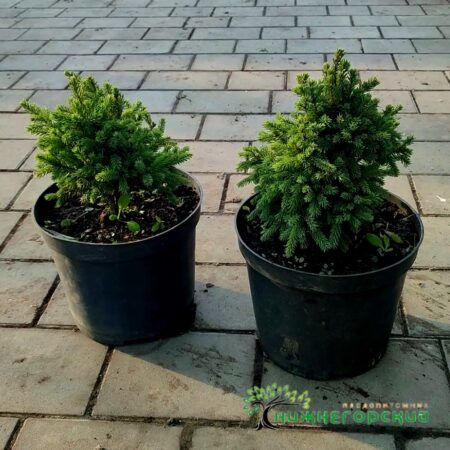 Ель обыкновенная Нидиформис (подушка)