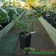 Роза английская Клер Роуз