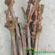 Виноград Арарат (кишмиш привитый КОБЕР 5ББ)