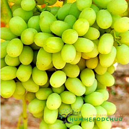 Виноград Арарат (кишмиш привитый КОБЕР 5ББ)
